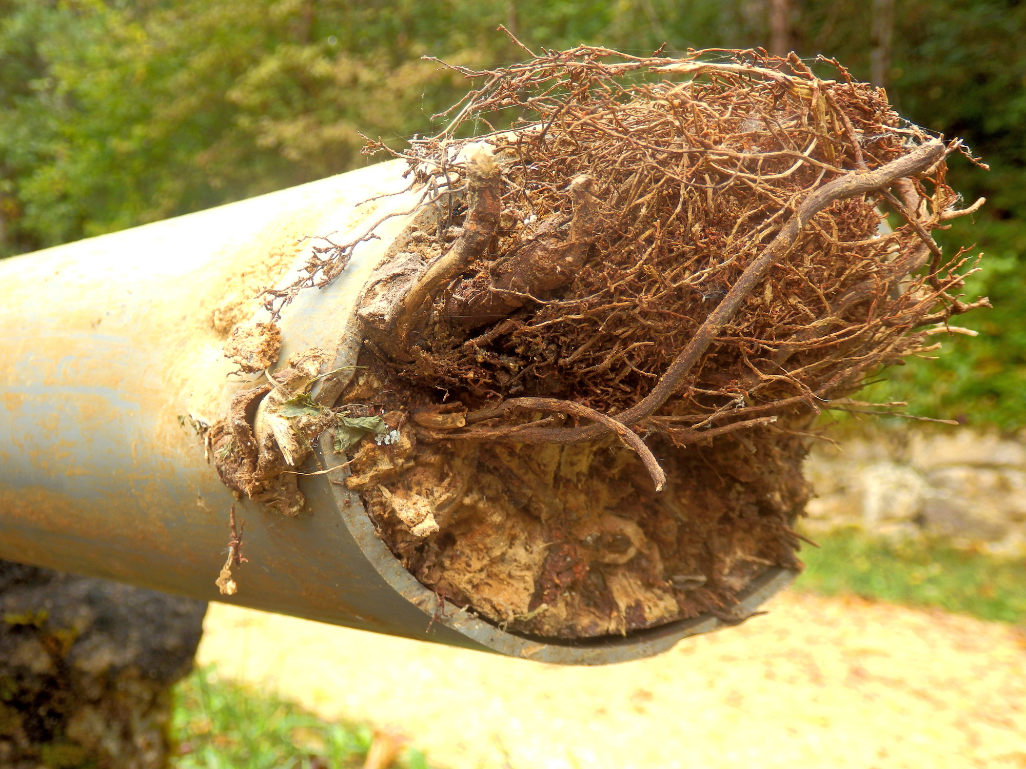 Blocked drainage pipe caused by ingress of tree roots